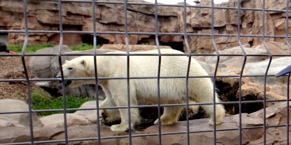 Marineland ours polaire