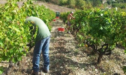 Clos Saint-Joseph : un vin de la montagne en Provence