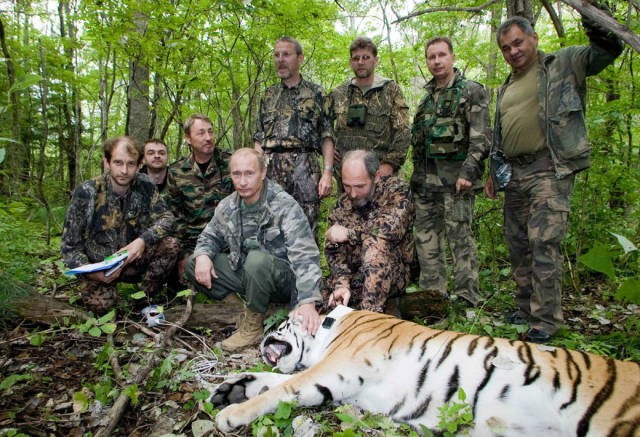 Poutine tigre
