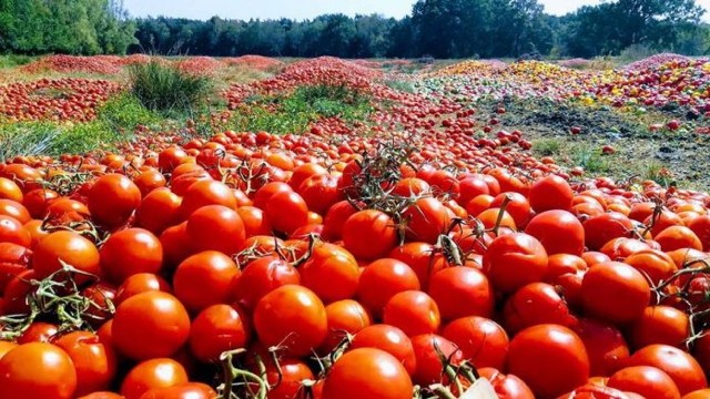 Tomates