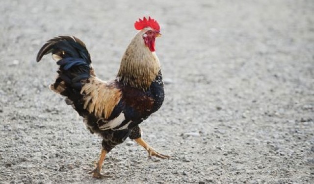 Coq