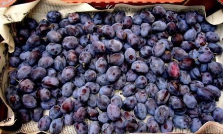Prunes à Cagnes, pas de mea culpa du maire qui se défausse