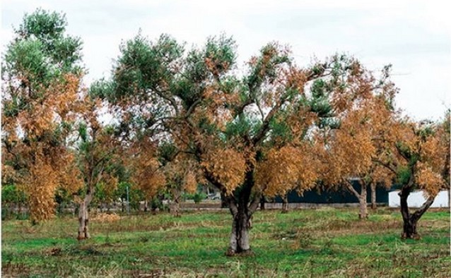 Lèpre oliviers - Xylella Fastidiosa