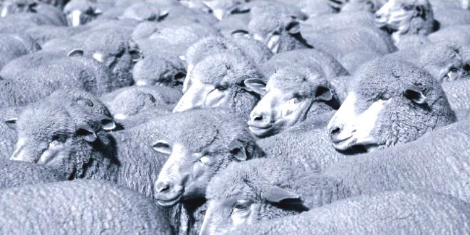 Troupeau moutons