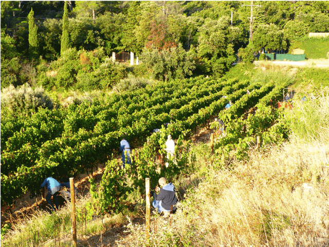 Père O., moine bénédictin de l’abbaye du Barroux, présente à Divine Box la vigne au pied du mont Ventoux