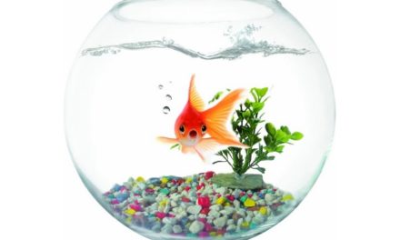 Sommes-nous en train de devenir des poissons rouges ?