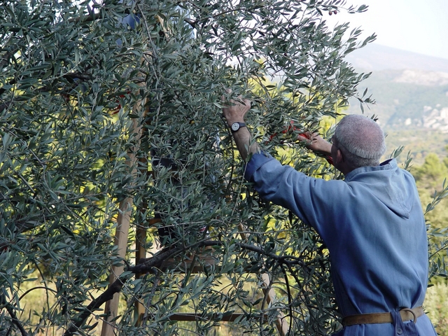 Abbaye Barroux - Cueillette olives