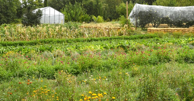 Abbaye Solan - Potager