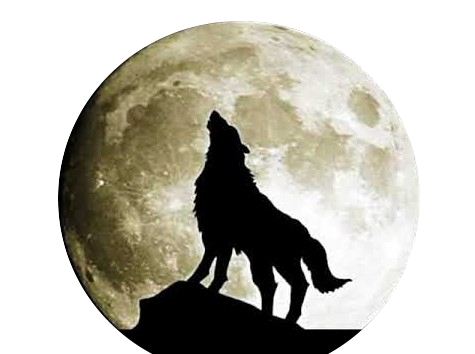 Loup - Pleine lune