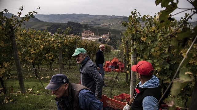 Vendanges Italie