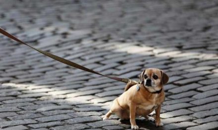 StopCovid : avec ce boulet, plus moins libre ou moins plus libre ?