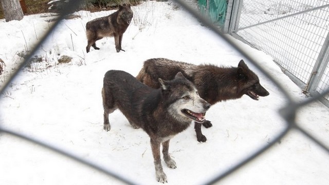 loups canadiens parc alpha