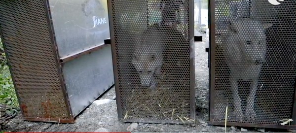 Loups blancs arctiques - Parc Alpha.2