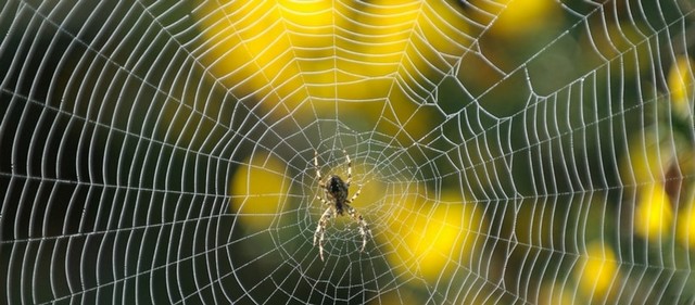 Web - Toile araignée