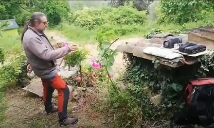 Apprenons à écouter les plantes