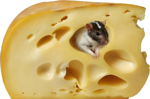 Souris dans le fromage